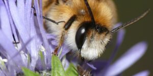 Dzikie pszczoły. Na zdjęciu buszujący w płatkach samiec obrostki. Fot. dr Jacek Wendzonka